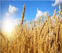 الزراعة تتابع استعدادات محصول زراعة القمح وتوافر التقاوي في محافظات الصعيد