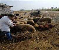  الزراعة: تحصين مليون رأس أغنام وماعز ضد طاعون المجترات الصغيرة