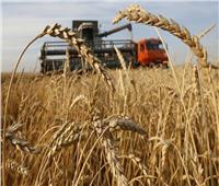 ندوات إرشادية وتوفير التقاوي.. إجراءات «الزراعة» لزيادة محصول القمح