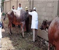  انطلاق الحملة القومية الثالثة لتحصين الماشية ضد الحمى القلاعية بالفيوم