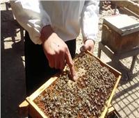 خاص..عضو النحالين العرب بتونس : مصر تعتبر مهد تربية النحل في أفريقيا 