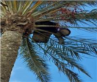 العثور على أنبوبة بوتاجاز أعلى شجرة نخيل في الغربية |خاص