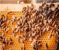 معلومة تهم أسرتك.. خبير يكشف حقيقة العلاج بقرص النحل في مصر