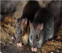 الفئران تغزو قرى ساحلية في أستراليا