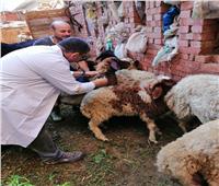 الطب البيطري: تحصين 90966 حيوانًا ضد الحمى القلاعية والوادي المتصدع بالغربية