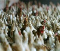 فرنسا ترصد حالات أنفلونزا الطيور في مزرعة ديوك رومية