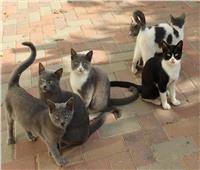 «سكان سيسكال البريطانية» يحتجون على قيام موظف بإطعام القطط .. تعرف على السر