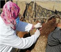 تحصين 422 ألف و133 رأس ماشية ضد مرضى الحمى القلاعية والوادي المتصدع بالشرقية