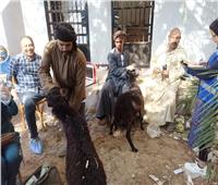 تسليم «54 رأس» لـ 17 أسرة ..وتحصين الماشية للحفاظ على الثروة الحيوانية بالاقصر