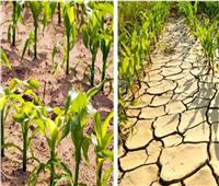«معلومات المناخ» يكشف تأثير الشتاء على المحاصيل الزراعية