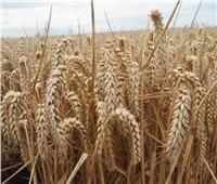 تفاصيل بدء موسم زراعة القمح في النوبارية