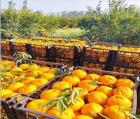 موسم حصاد البرتقال واليوسفي يتصدر أسواق الفاكهة المحببة للمصريين بالأقصر