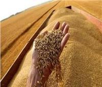 المركزي للإحصاء: 72.2% انخفاض في واردات القمح خلال أكتوبر 2023