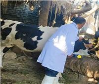 تحصين ٥٧٨ ألف و٦٥٣ رأس ماشية ضد مرضى الحمى القلاعية والوادي المتصدع بالشرقية