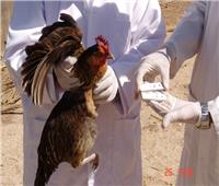 محافظ كفر الشيخ يتابع جهود تحصين ٣٨٦٥٠ طائر بلقاح إنفلونزا الطيور