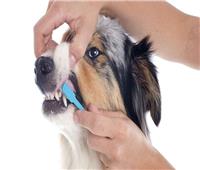 لمربي الكلاب.. نصائح للعناية بأسنان كلبك