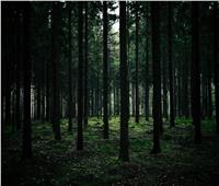 تشتهر بالأنشطة الغامضة.. حكاية الغابات السوداء في ألمانيا| صور