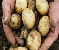 الزراعة: لدينا وفرة في تقاوي البطاطس تكفي لزراعة 190 ألف فدان