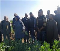 البحوث الزراعية: خطة لنشر الفرق الإرشادية للمحاصيل الشتوية في 22 محافظة