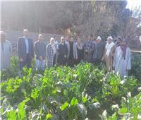 «البحوث الزراعية» ينظم يوم حقل لمزارعي محصول البنجر بالمنيا