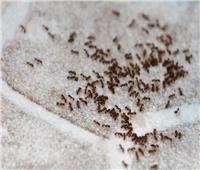 للتخلص من النمل نهائياً .. اتبع هذه الطرق