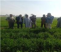 «الزراعة»: حملات إرشادية لتوعية المزارعين في قنا