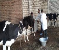 إنفوجراف.. حملات لتحصين الماشية ضد الأمراض والأوبئة