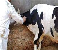 حملة لتحصين ٣٥٣٧٢ رأس أبقار ضد مرض الجلد العقدي بقرى الأقصر  