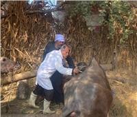 الطب البيطري: تحصين 1000 رأس ماشية ضد الحمى القلاعية والوادي المتصدع