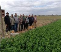 «البحوث الزراعية» ينظم قوافل إرشادية لمزارعي المحاصيل الاستراتيجية بالإسكندرية