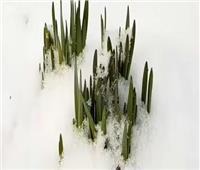 5 مهام أساسية لحماية النباتات من الطقس البارد