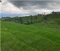 تعرف على أشهر مدرجات الأَرز العالمية في جزيرة بالي الإندونيسية| صور 