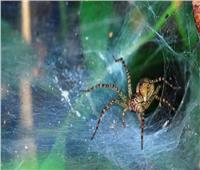 دراسة تكشف «ثروة خفية» في شباك العنكبوت