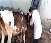 تحصين أكثر من 102 ألف رأس ماشية ضد الأمراض الوبائية ببني سويف