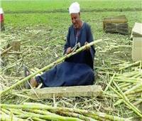 «التموين»: صرف حافز إضافي لموردي القصب لتشجيع المزارعين