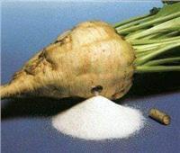 منظمة الأغذية والزراعة: مصر السابعة عالمياً في إنتاج بنجر السكر 