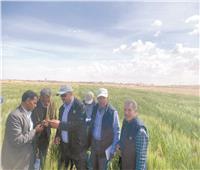 سيناء تجود بخيراتها| زراعة أصناف جديدة من القمح والشعير