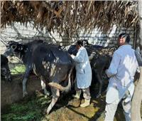 الثلاثاء المقبل.. بدء تحصين الماشية ضد مرض الحمى القلاعية في الشرقية 