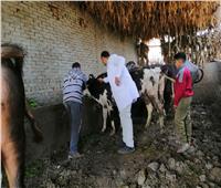 انطلاق حملة لتحصين الماشية ضد الحمى القلاعية والوادي المتصدع بالغربية
