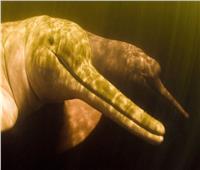 عاش قبل 16 مليون عام.. اكتشاف أكبر دولفين نهري في العالم  