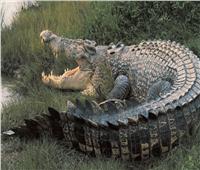 بعد مطاردة دامت شهراً.. أستراليا تسيطر على تمساح مرعب على ضفاف نهر هربرت