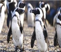حملة في جنوب أفريقيا لحماية البطريق الأفريقي من الإنقراض 