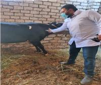 الزراعة: حملات لتحصين الماشية ضد الأمراض الوبائية بالمحافظات..  انفوجراف
