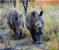 ناميبيا ترفع مستوى التحذير من الصيد الجائر بعد مقتل 28 من حيوانات وحيد القرن