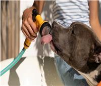 لمربي الكلاب.. نصائح لرعاية الحيوانات خلال فصل الصيف