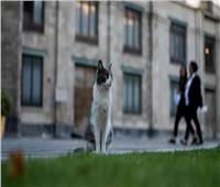 رئيس المكسيك يصدر قراراً باعتبار القطط رمزاً لقصر الرئاسة