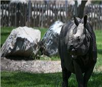 عرضة للانقراض.. رصد عينة نادرة من حيوانات وحيد القرن الجاوي