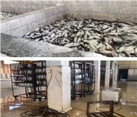 شرطة التموين تداهم مصنعين وتضبط 186 طن أسماك فاسدة قبل تصنيعها «رنجة» 