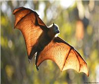 دراسة تكشف:«الخفافيش تحمي البشر من الأمراض المعدية»
