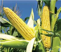 الزراعة تحذر مزراعي الذرة من تقاوى «الكسر»